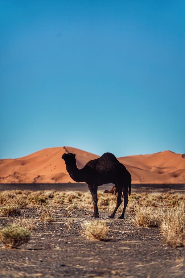 Luxurious Merzouga Desert Camps Hotel Exterior photo